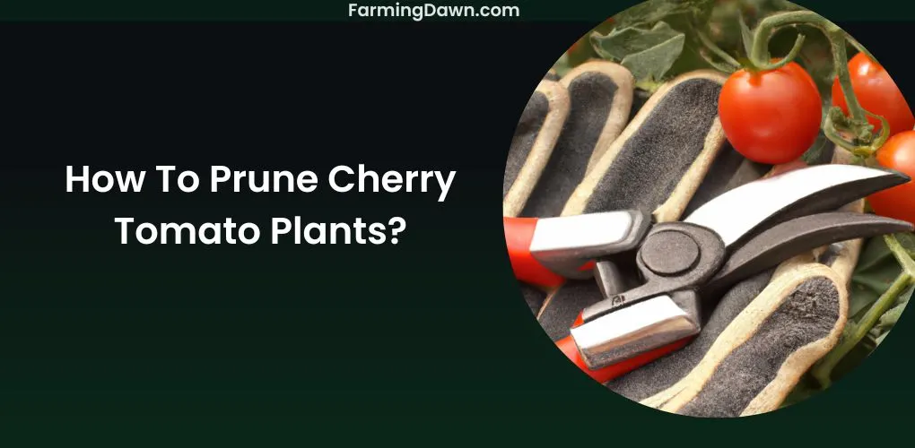 How To Prune Cherry Tomato Plants