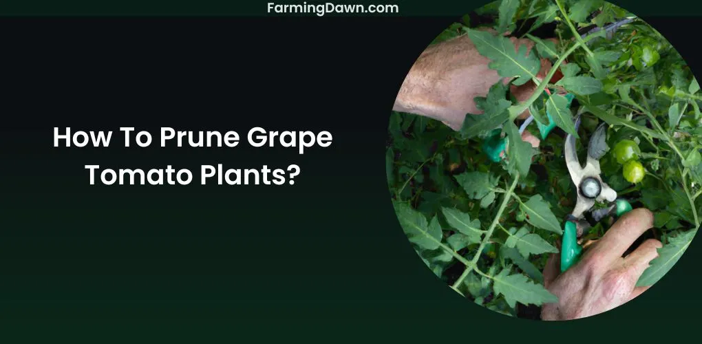 How To Prune Grape Tomato Plants