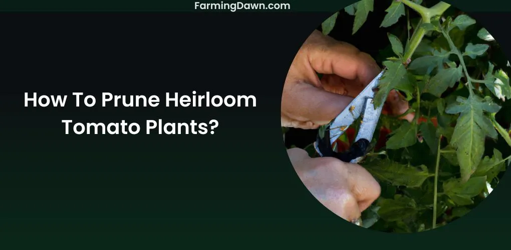 How To Prune Heirloom Tomato Plants