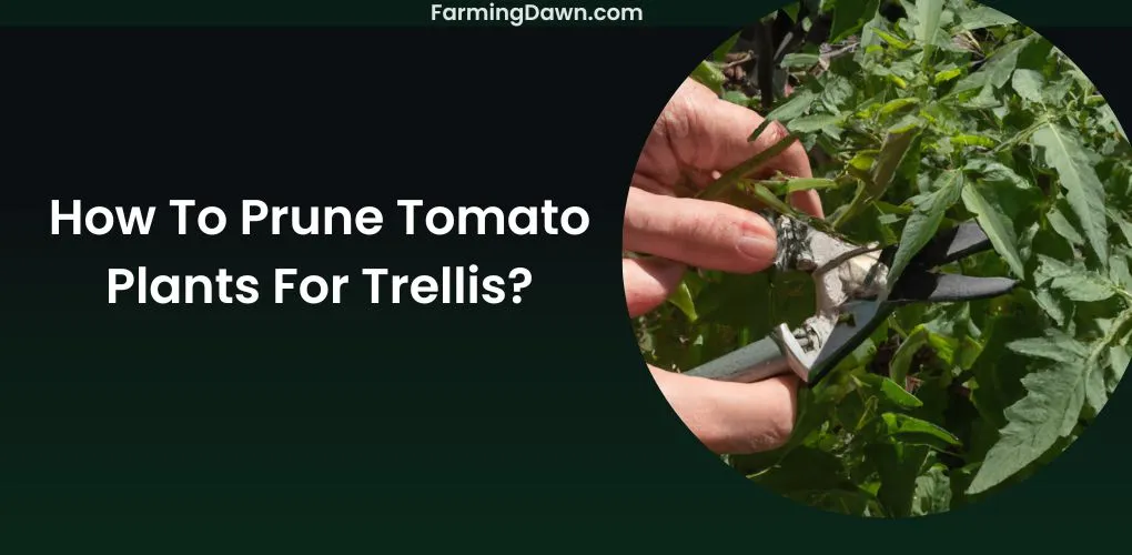 How To Prune Tomato Plants For Trellis
