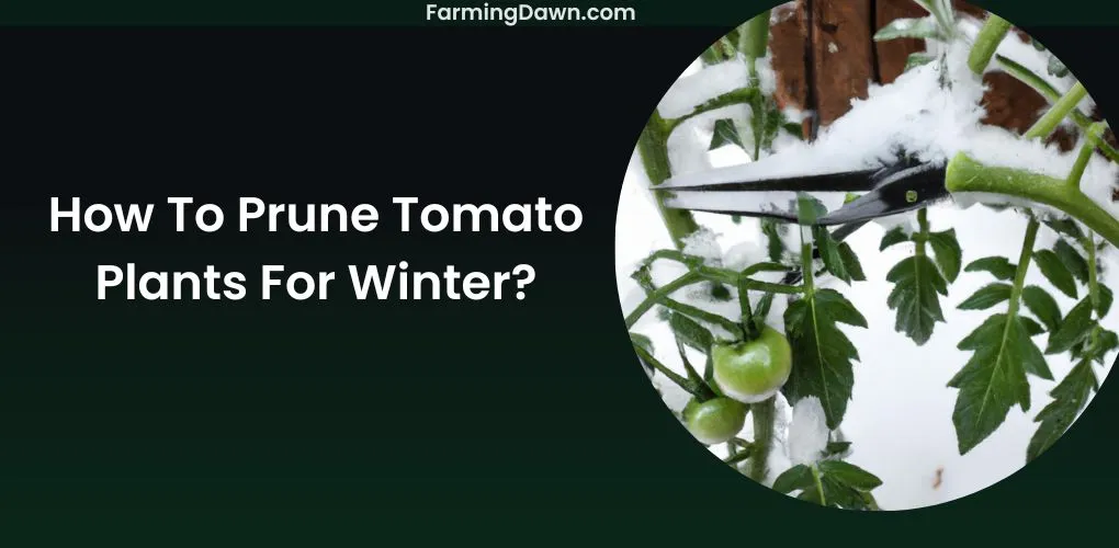 How To Prune Tomato Plants For Winter