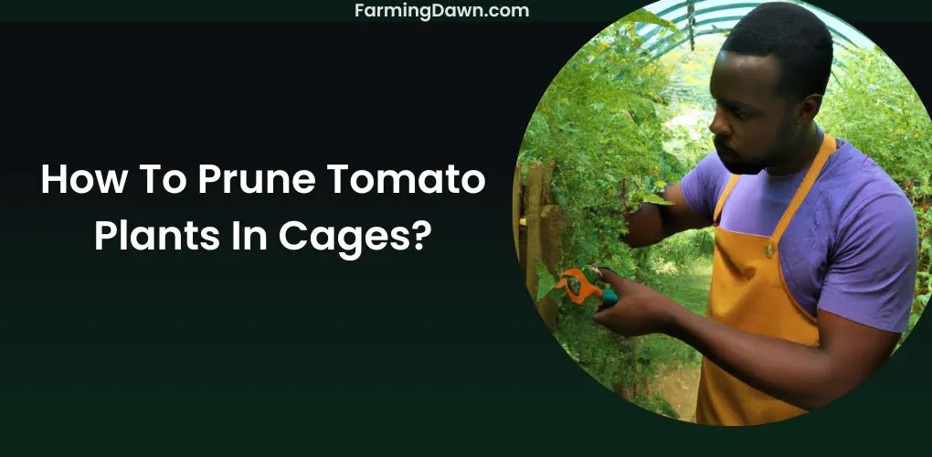 How To Prune Tomato Plants In Cages