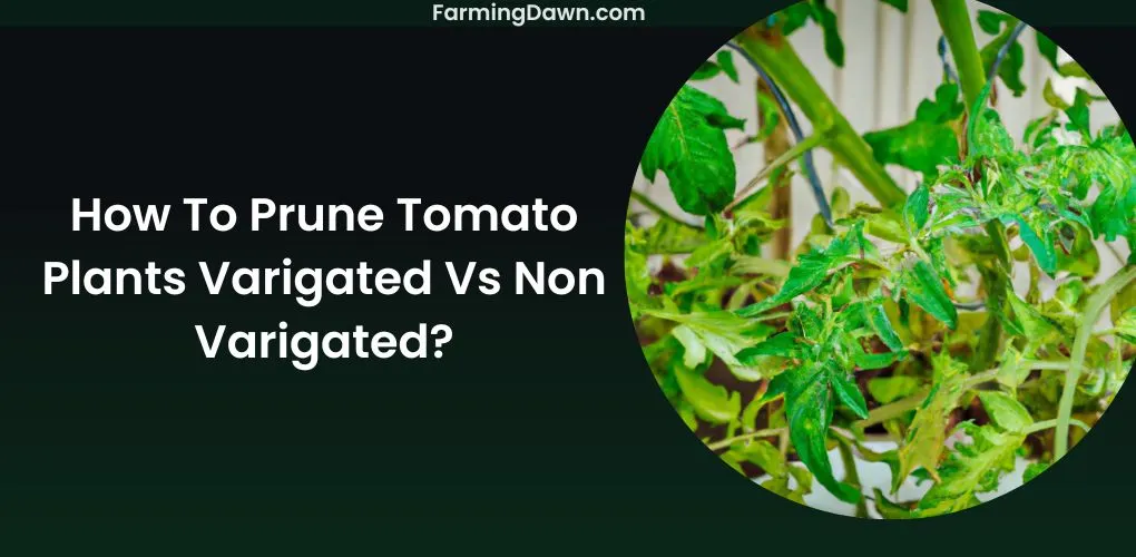 How To Prune Tomato Plants Variegated Vs Non Variegated