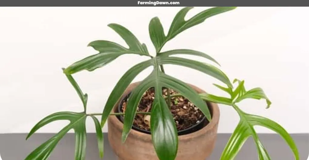 How to care for Philodendron Quercifolium