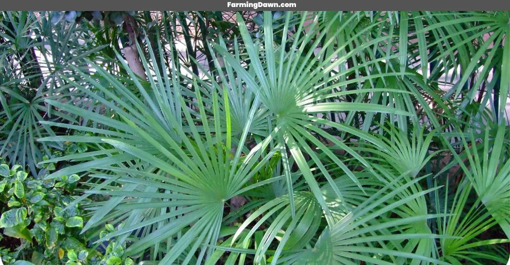 Lady Palm plant