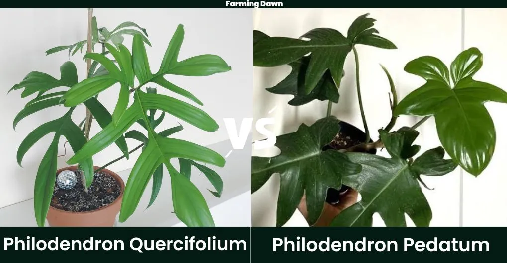 Philodendron Quercifolium vs Philodendron Pedatum
