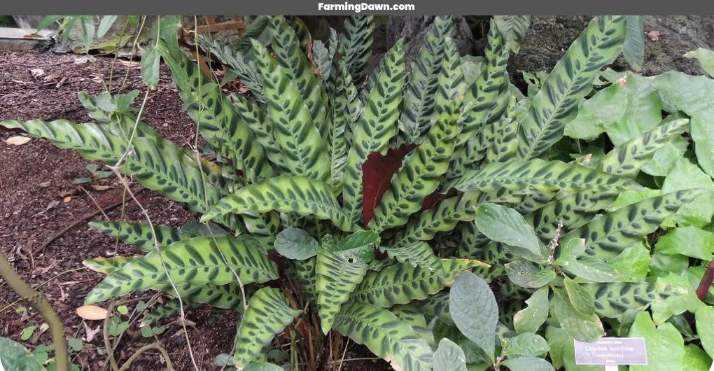 Rattlesnake Calathea Lancifolia Plant