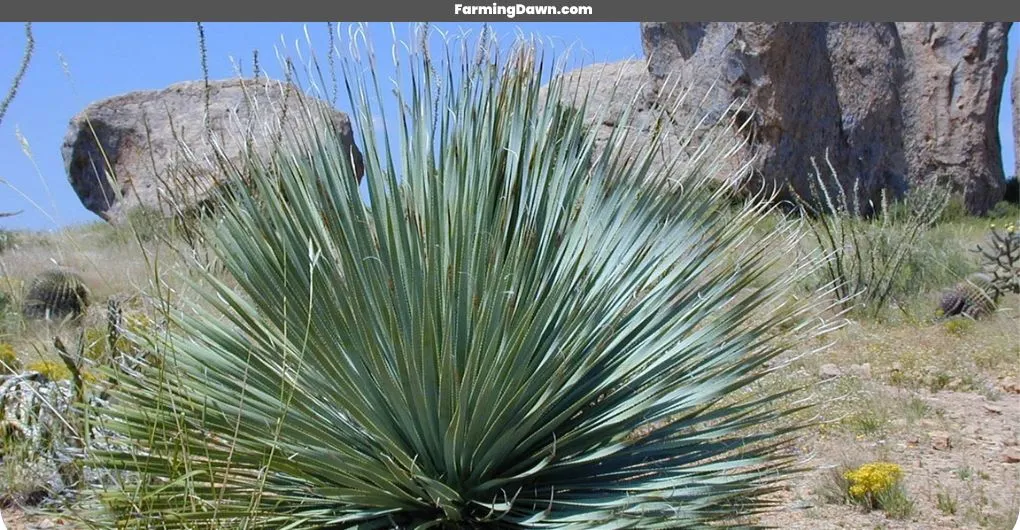 Yucca Rostrata plant