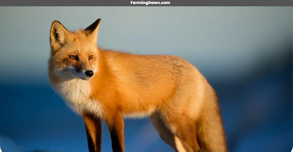 a Fox