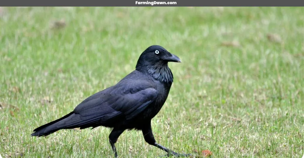 a Raven walking on ground