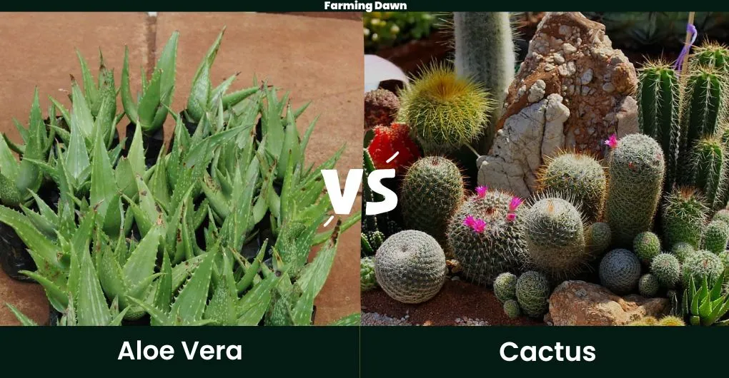 aloe vera vs cactus