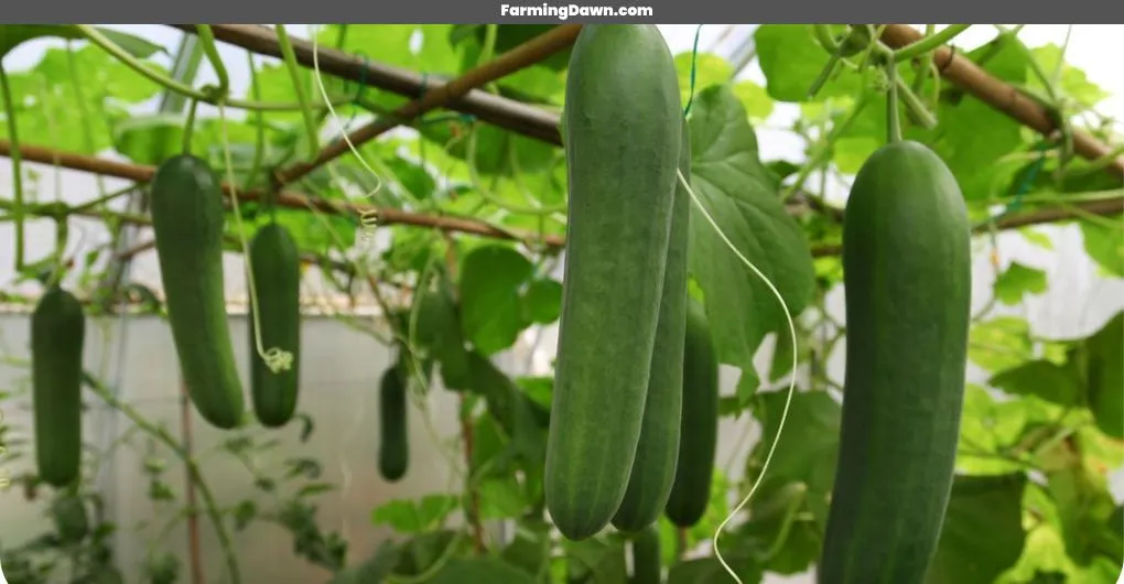 cucumbers growing on a plant