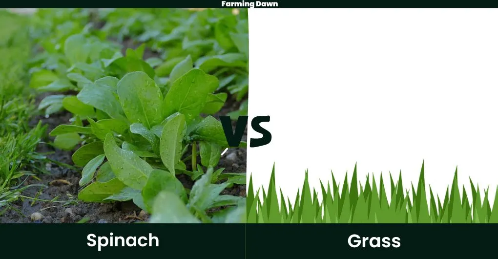 grass vs vegetable