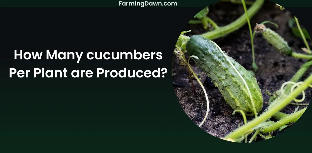 how many cucumbers per plant are produced