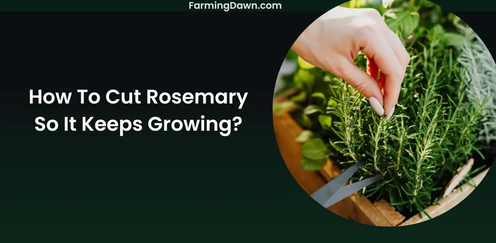 how to cut rosemary
