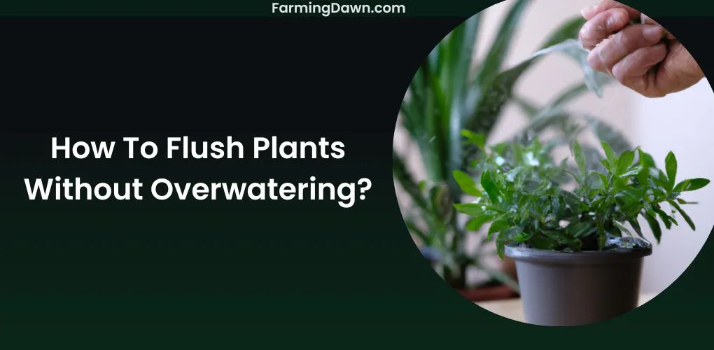 how to flush plants without overwatering