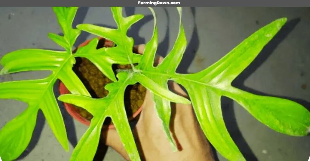 how to propagate Philodendron Quercifolium