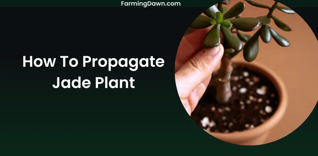 how to propagate jade plant