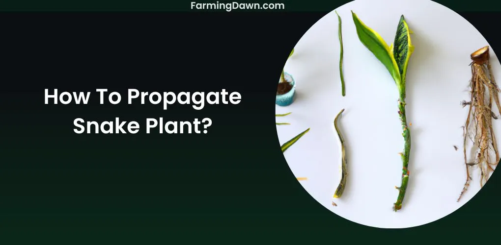how to propagate snake plant