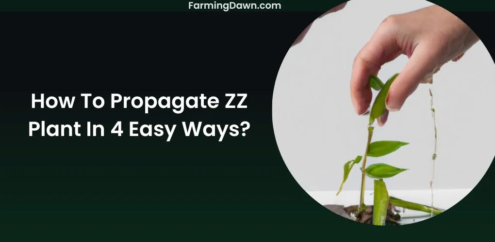 how to propagate zz plant