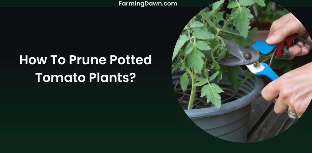 how to prune a potted tomato plant