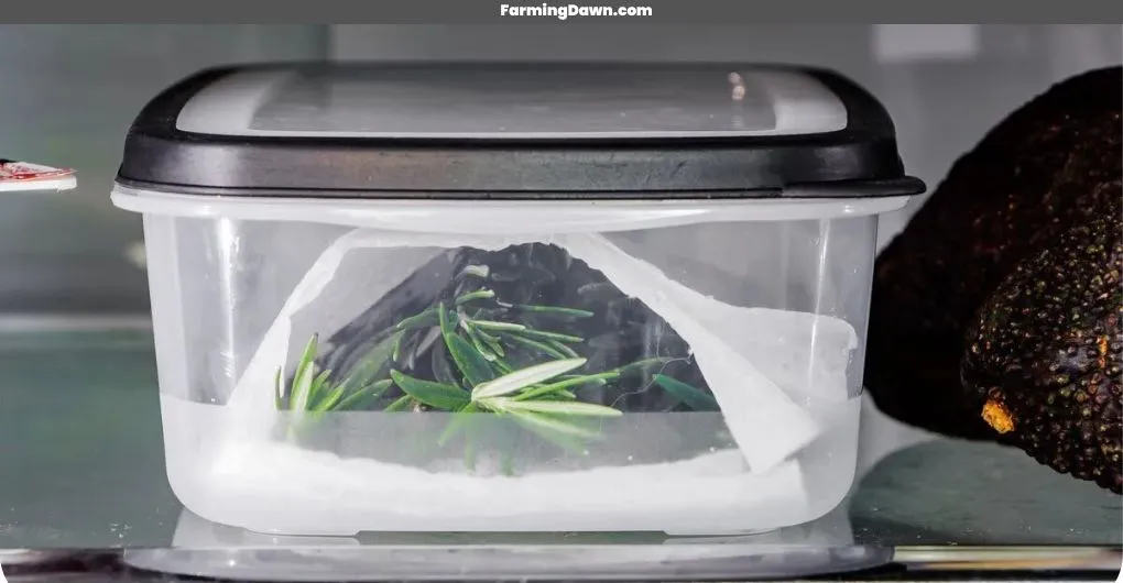how to store rosemary
