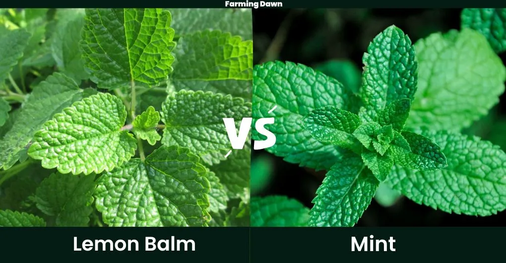 lemon balm vs mint appearance