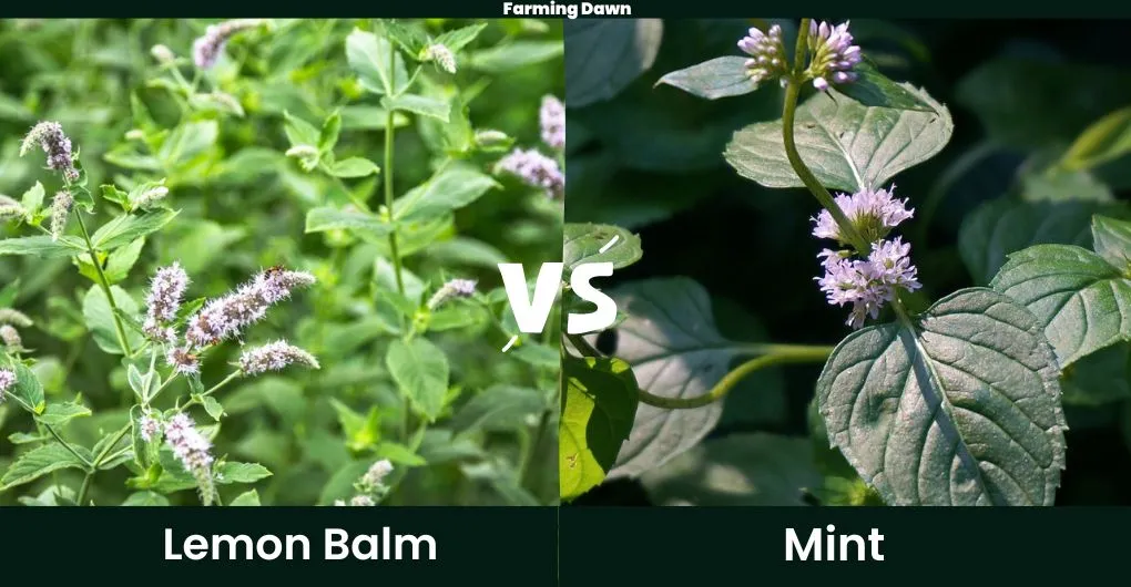 lemon balm vs mint flowers