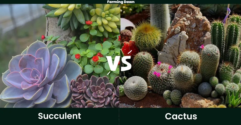 succulent vs cactus