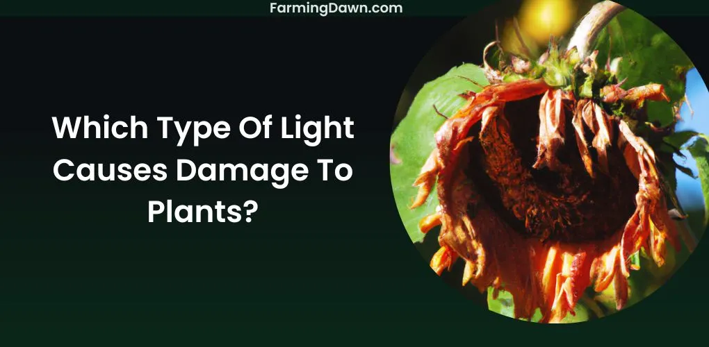 which type of light causes damage to plants