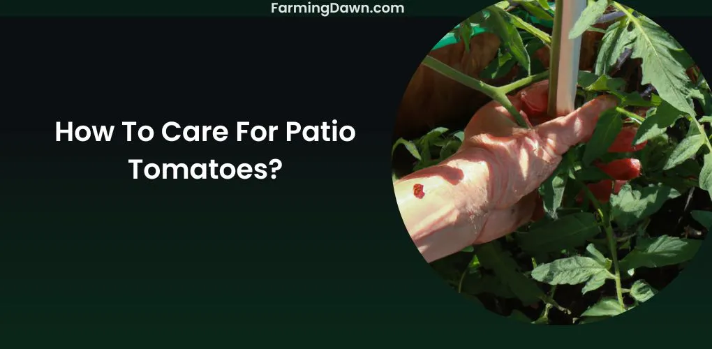 How To Care For Patio Tomatoes