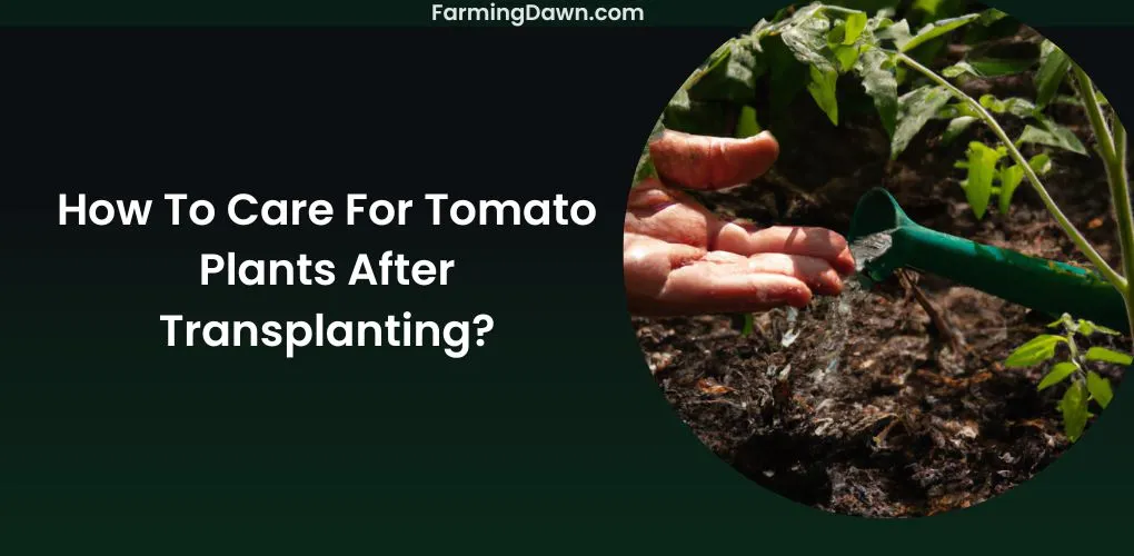 How To Care For Tomatoes After Transplanting