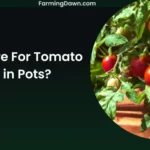 How To Care For Tomatoes In Pots