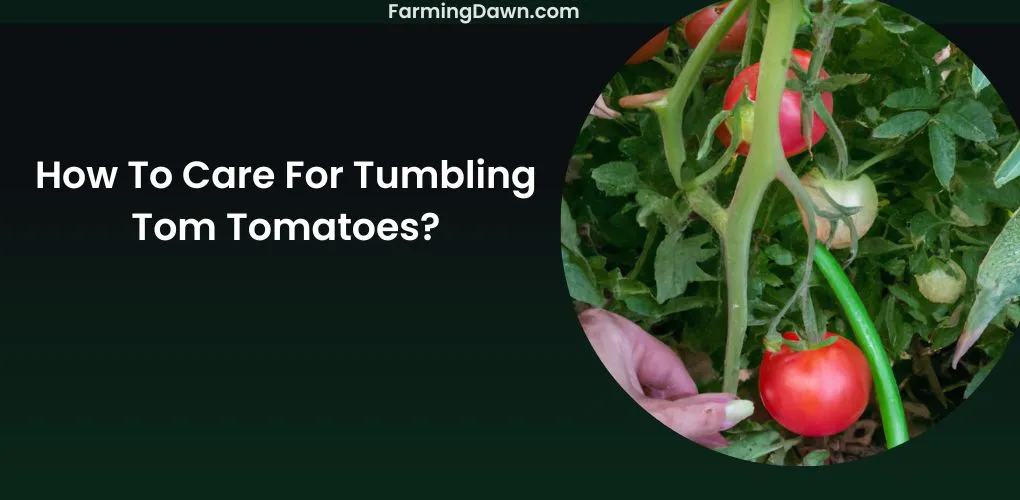 How To Care For Tumbling Tom Tomatoes