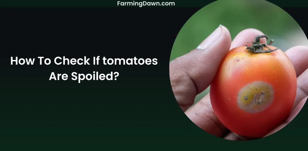 How To Check If Tomatoes Are Spoiled