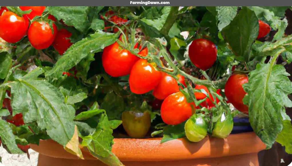tomatoes in pots